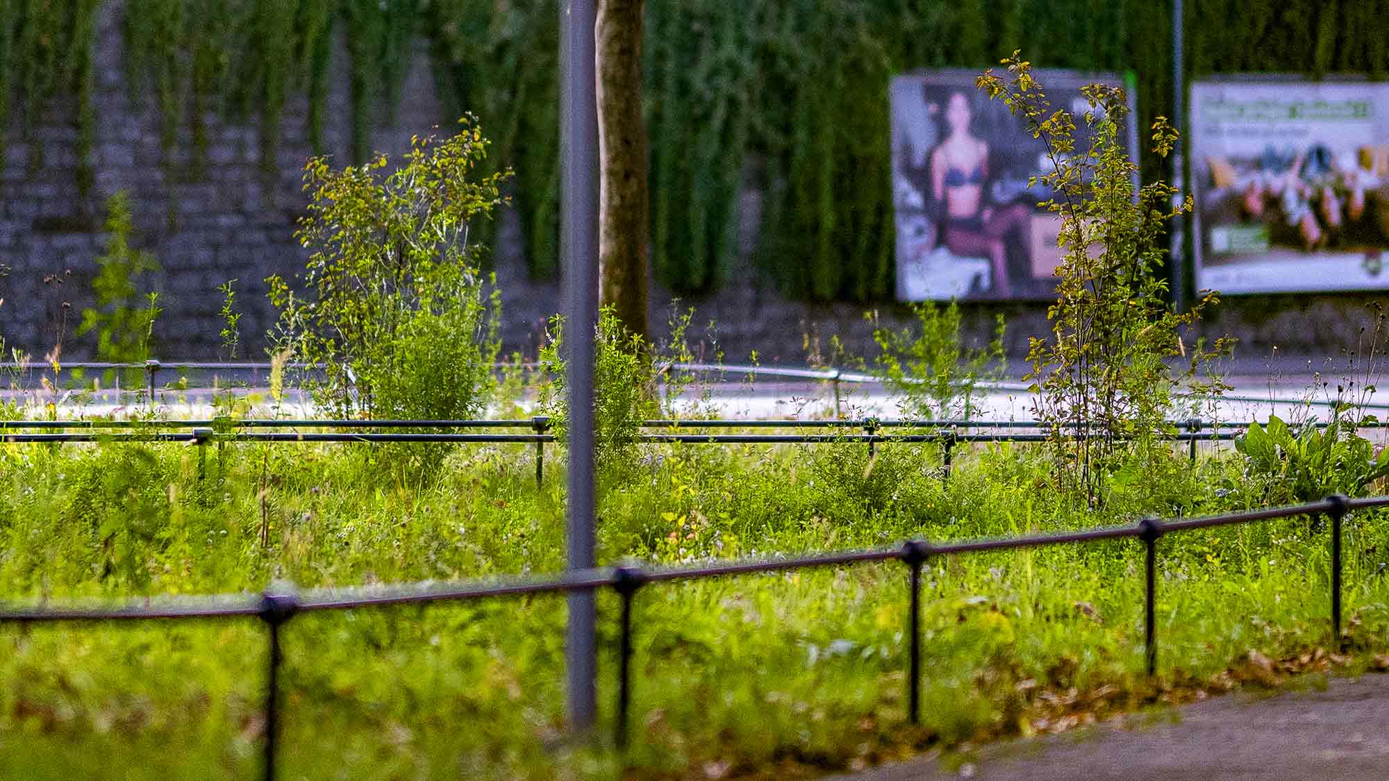 NOW Commons: entsiegelter Stohlmannplatz Gütersloh, Wildwiese …