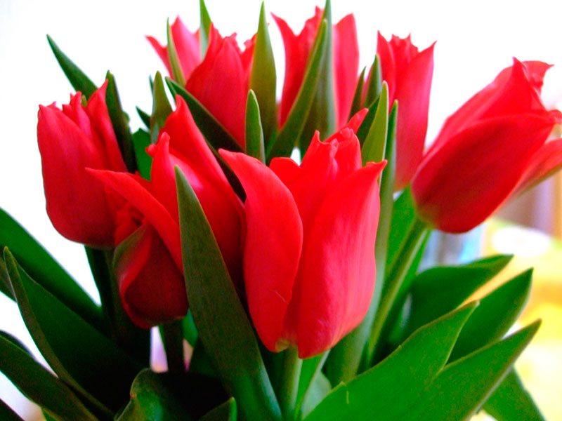 Tulpen zum Valentinstag