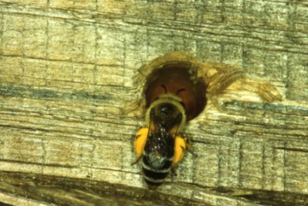 Eine neue Wildbienenwand für den Botanischen Garten
