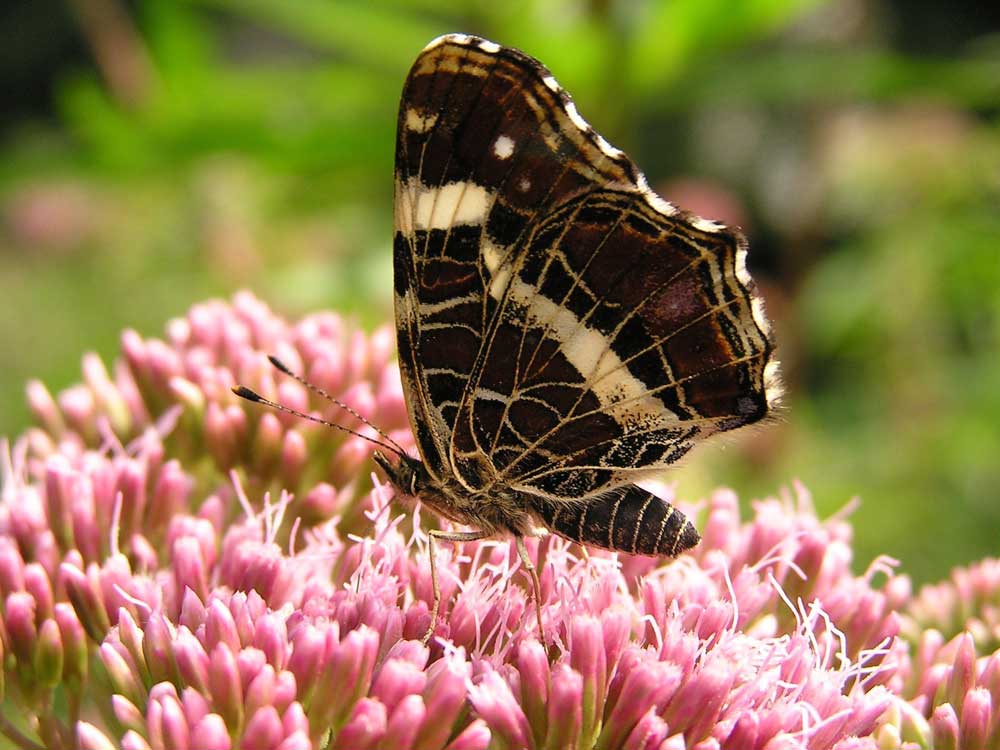 Zwei Schmetterlings-Exkursion mit Expertenbegleitung
