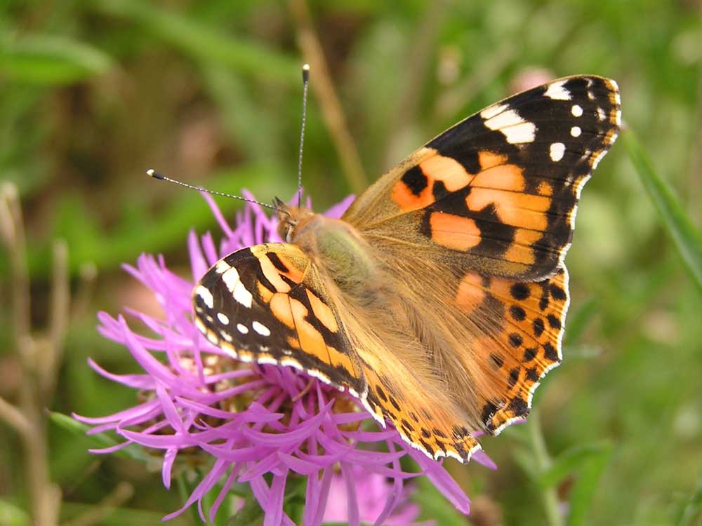 Blühmischung für Schmetterlinge und Wildbienen