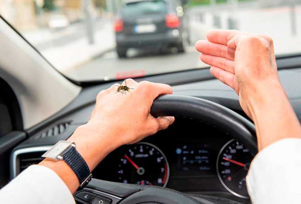 Autofahrer und Insekten