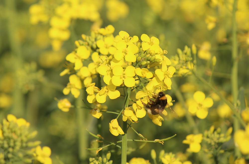 Raps lockt mit ersten Blüten Bienen an