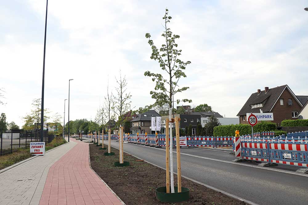 Die ersten 26 neuen Straßenbäume stehen