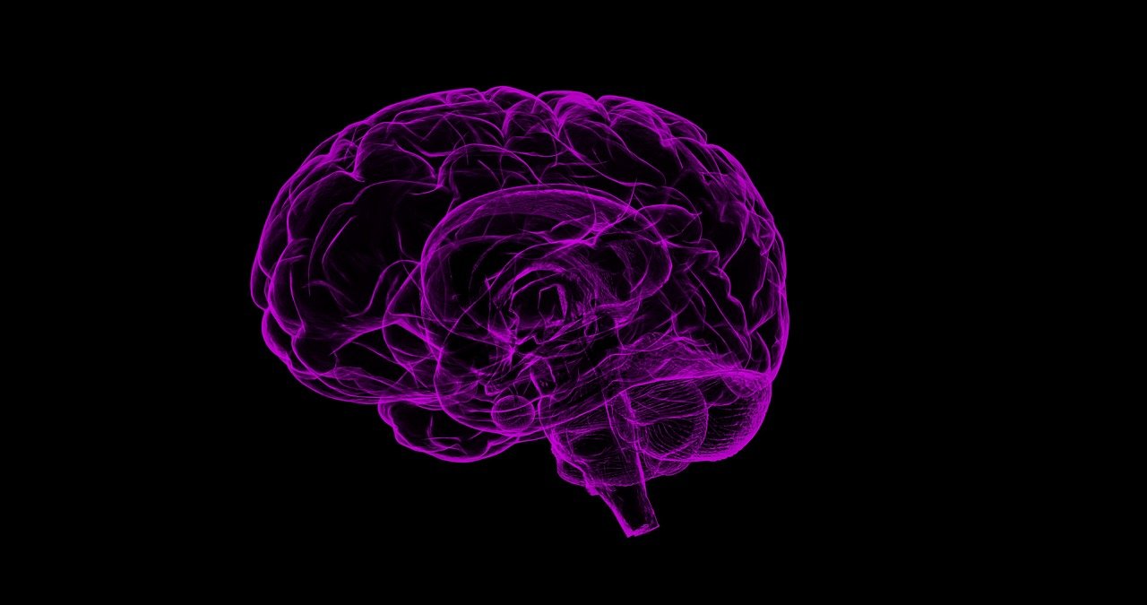 Das Gehirn und wie wir denken