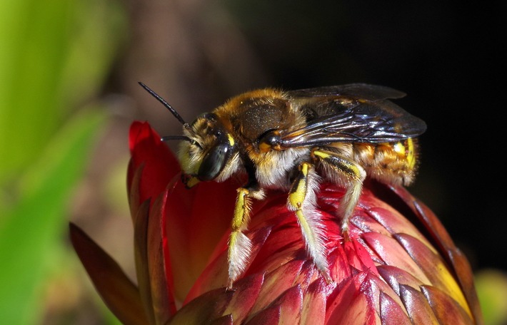Schutz für die summenden Superhelden: Postcode-Lotterie fördert 200 Bienenprojekte