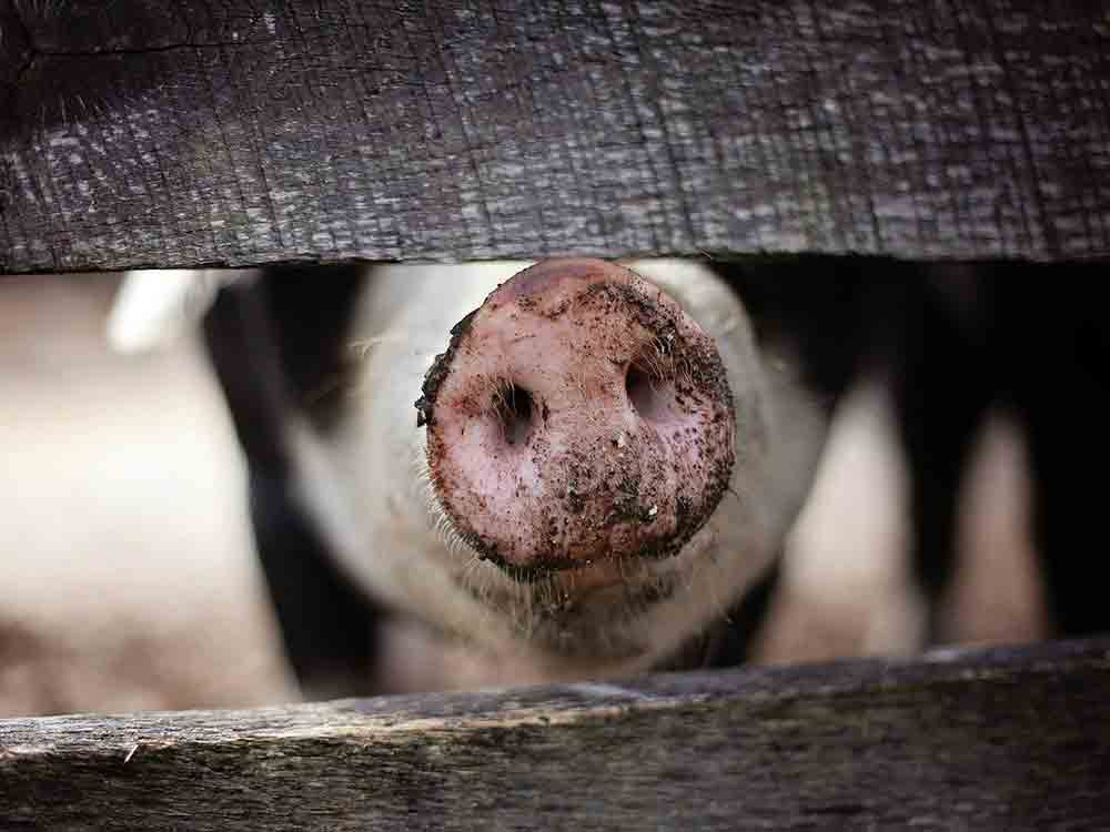 Greenpeace-Aktive protestieren an Edeka-Zentrale für mehr Tier- und Klimaschutz – Supermarktkette will weiter Fleisch aus tierschutzwidriger Haltung verkaufen