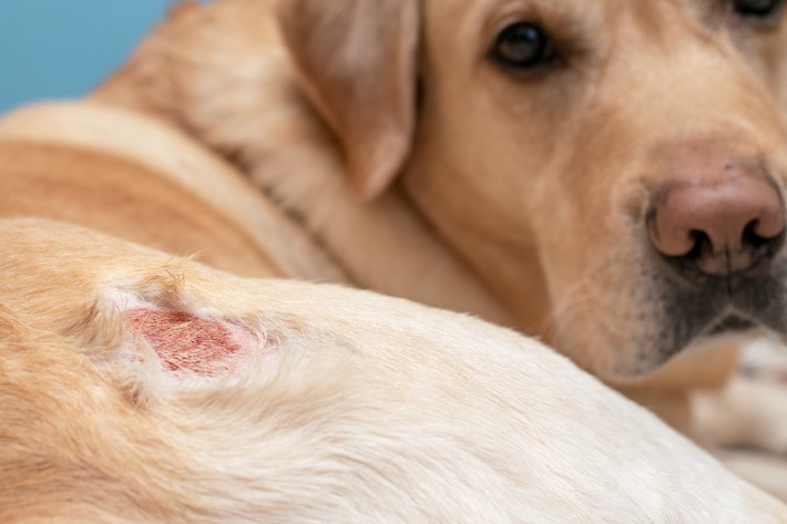Trotz dicken Fells – auch Hunde haben Hautprobleme Gerade in diesen Wochen bis in den Frühsommer hinein sind Allergien ein großes Thema Auch Hunde können betroffen sein