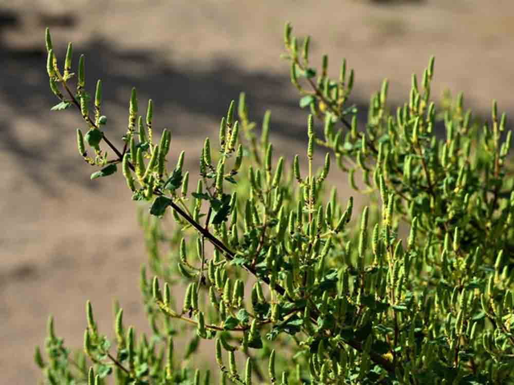 Wirkstoffe aus der Natur: Die Arzneipflanze Myrrhe