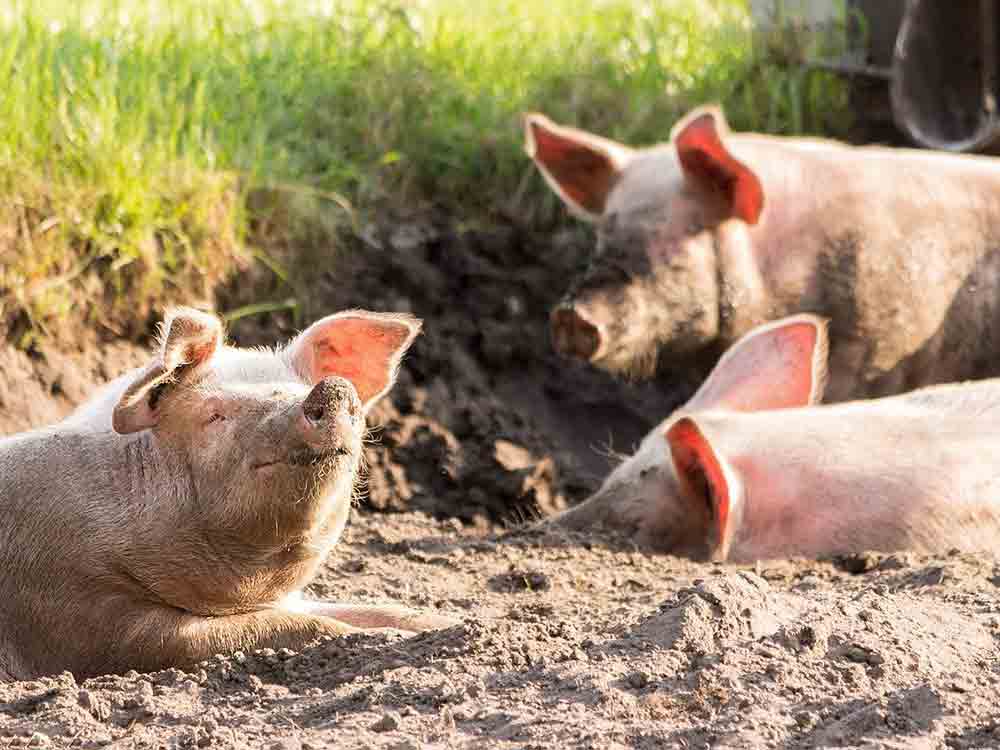 Greenpeace Test: Schweinefleisch mit antibiotikaresistenten Keimen belastet
