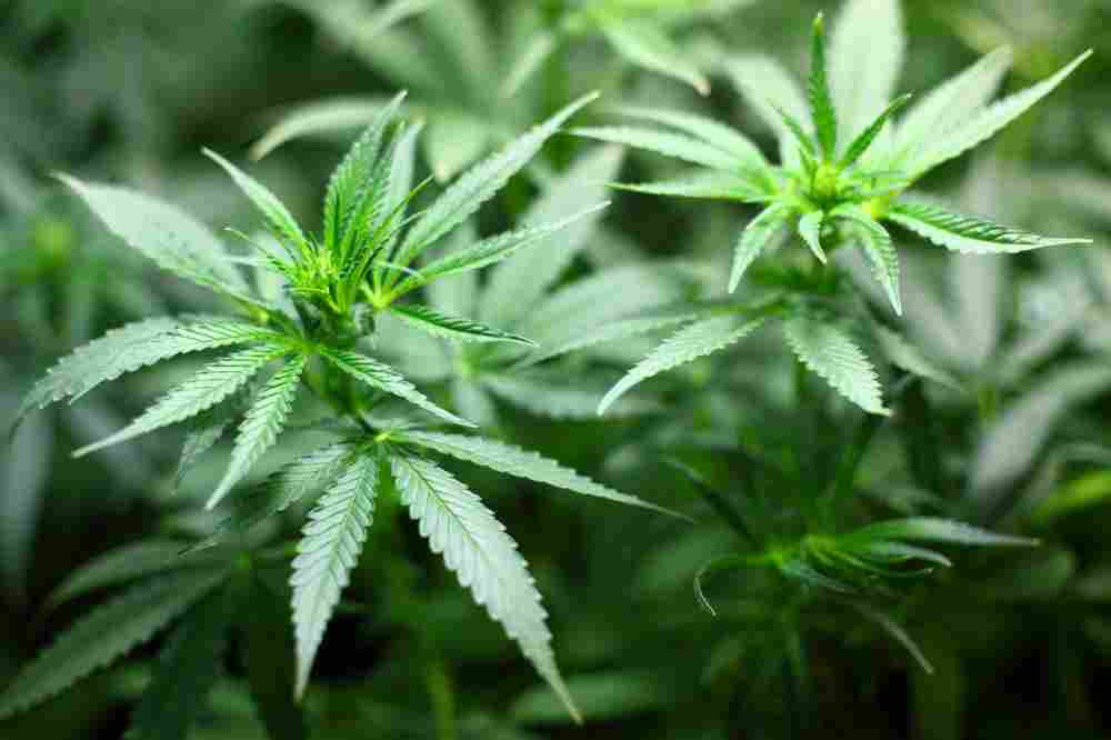 Apothekenteams: verstärkter Wunsch nach Cannabis-Legalisierung