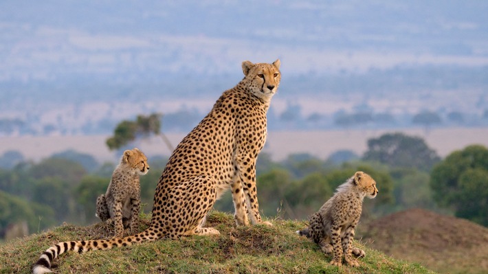 Löwen, Geparde & Co.: »3sat« zeigt zweiteilige Doku »Die Großkatzen der Masai Mara«
