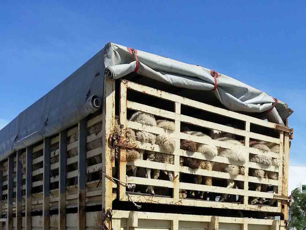 »Horrorfahrten stoppen«: PETA initiiert knapp 40 europaweite Protestaktionen gegen Tiertransporte
