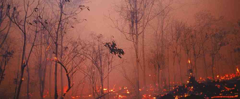 WWF-Bericht: Megabrände bedrohen Südeuropas Wälder