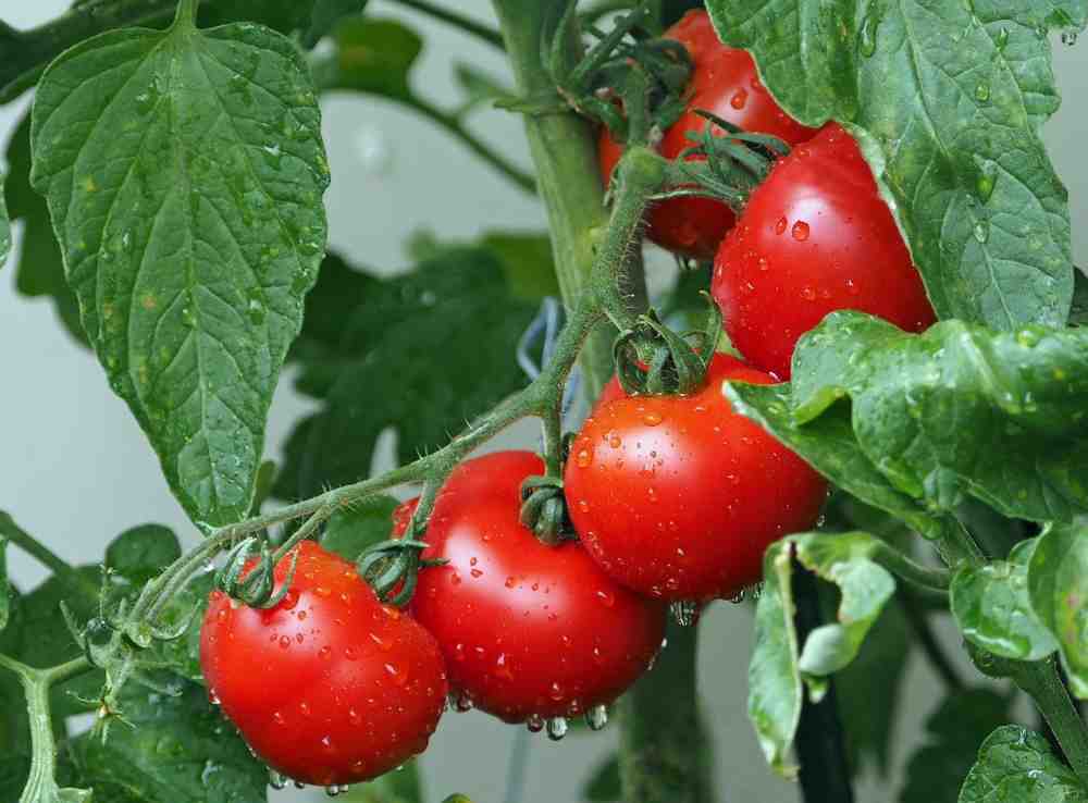 So klappt’s mit den Tomaten in Gütersloh
