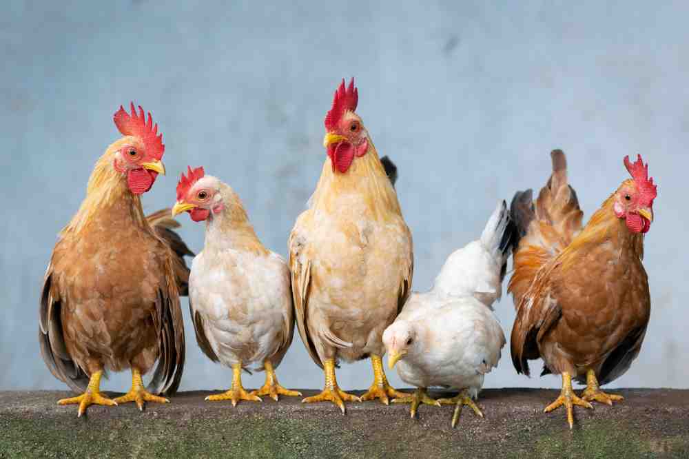 Erfolgreiche Tierschutzkampagne: Subway hebt Standards für Masthühner