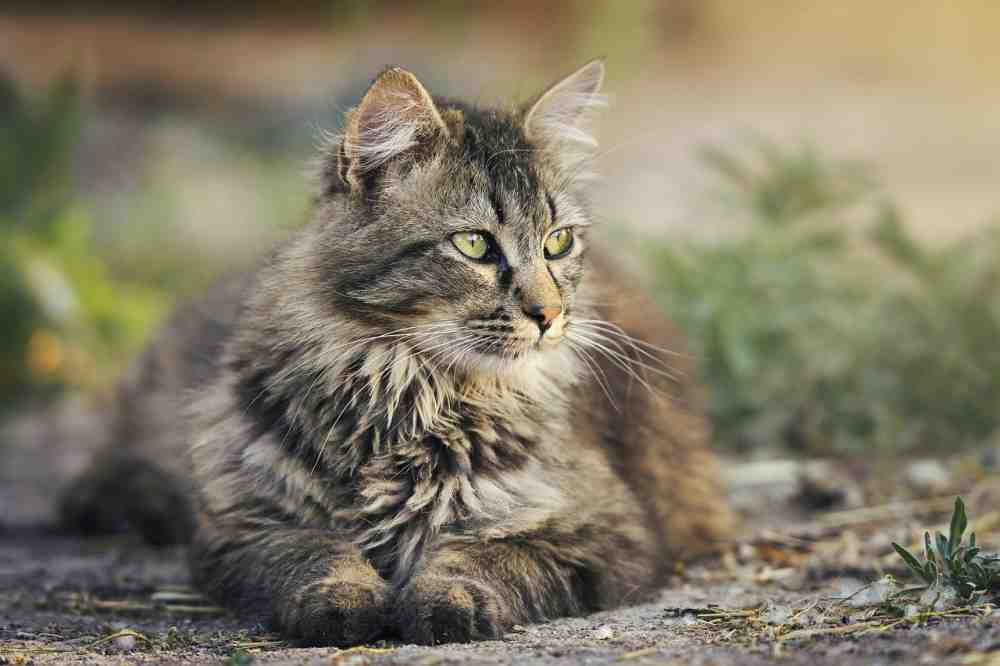Polizei Gütersloh: verwahrloste Katze aufgefunden