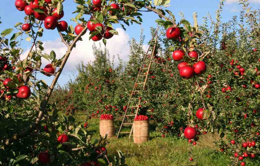 Apfelernte in Nordrhein-Westfalen läuft an