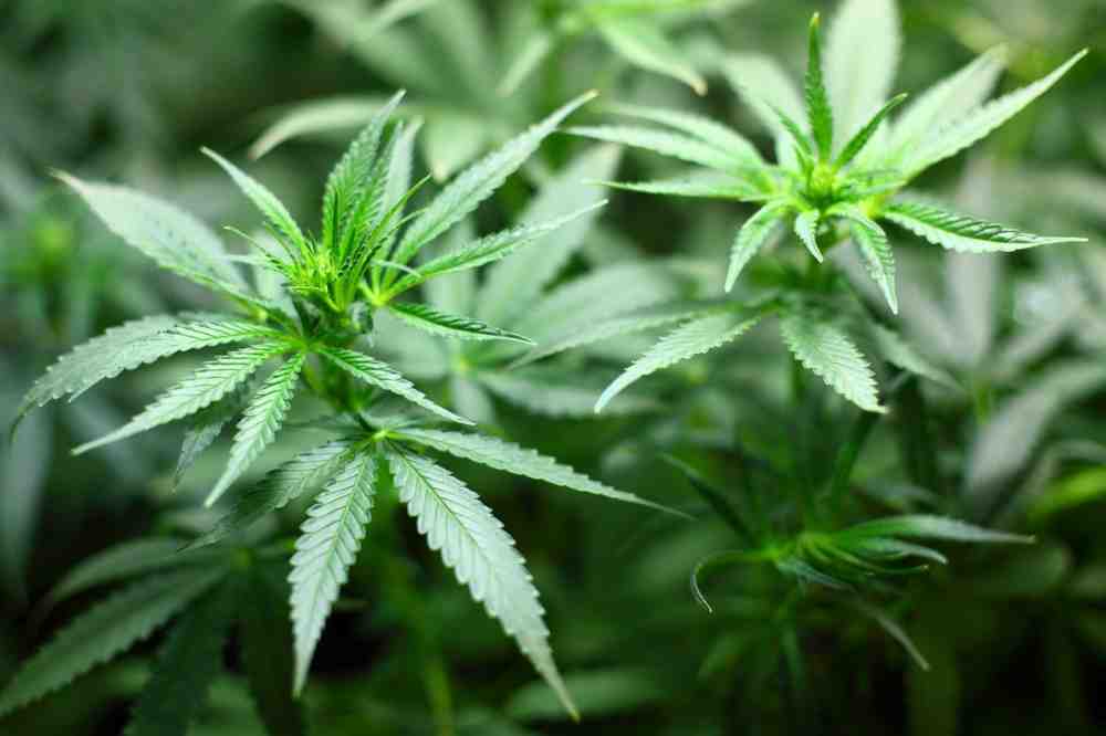 »Frankfurter Rundschau«: Cannabis legalisieren