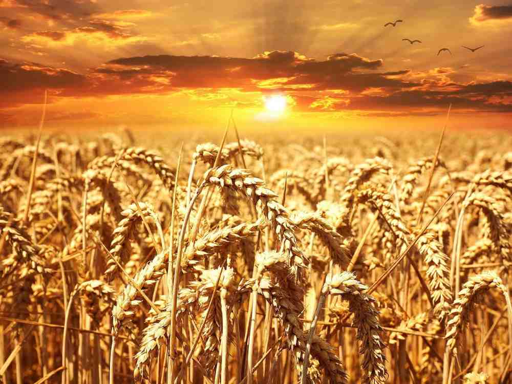 Connemann/Stegemann: Erntebericht 2021 – Landwirtschaft muss sich auf Klimaänderungen einstellen