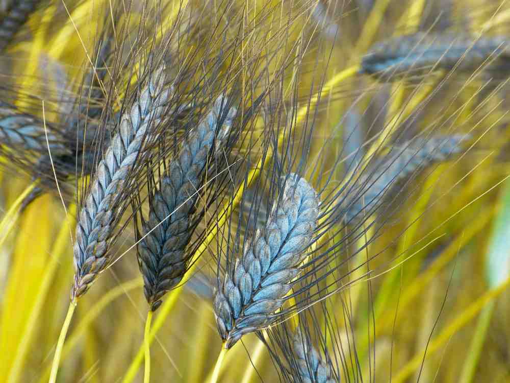 Art des Monats: Emmer – ein fast vergessenes Getreide
