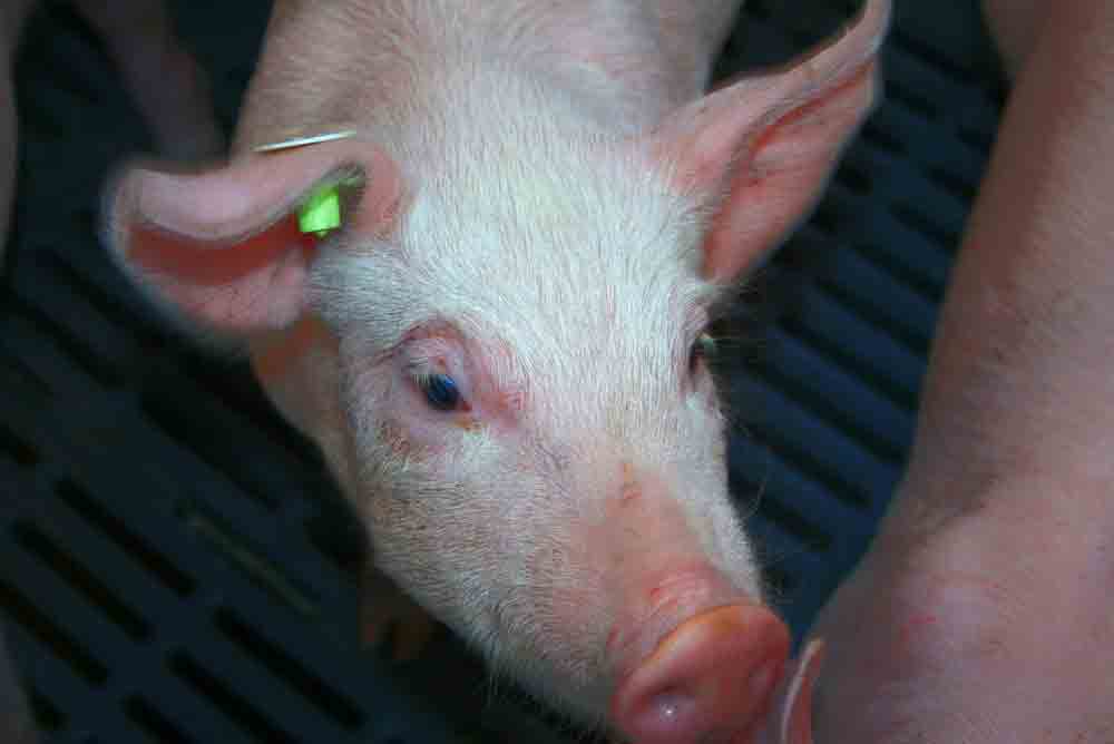 Schweinehalter kämpfen ums Überleben – Westermeyer: »Landwirte brauchen Perspektiven!«