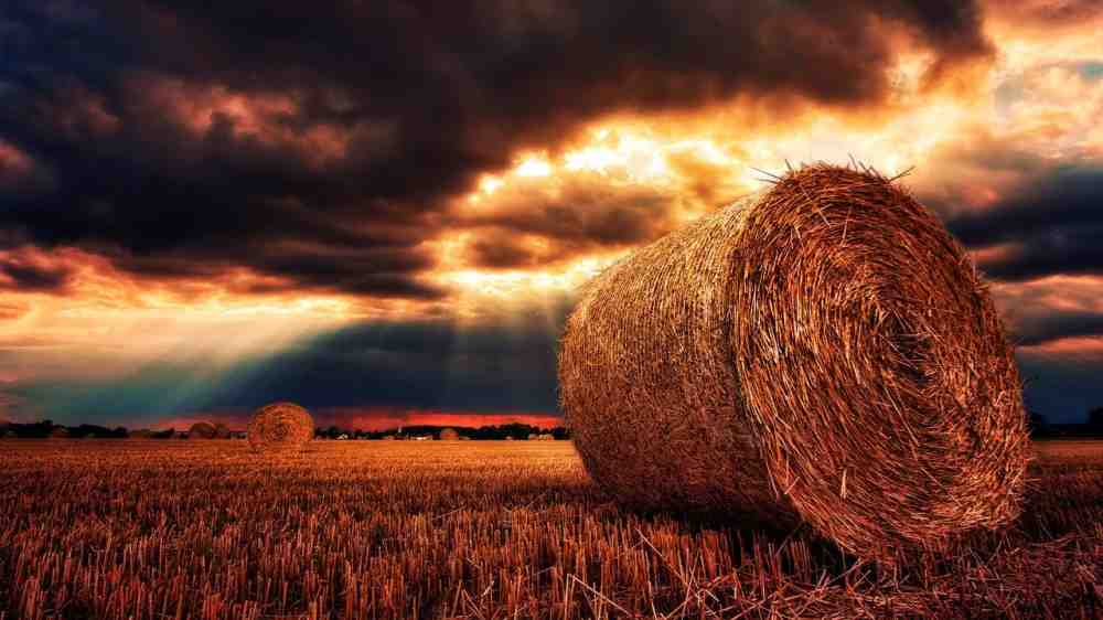Bauernverband – Erntebilanz 2021 – Rukwied: erneut unterdurchschnittliche Ernte