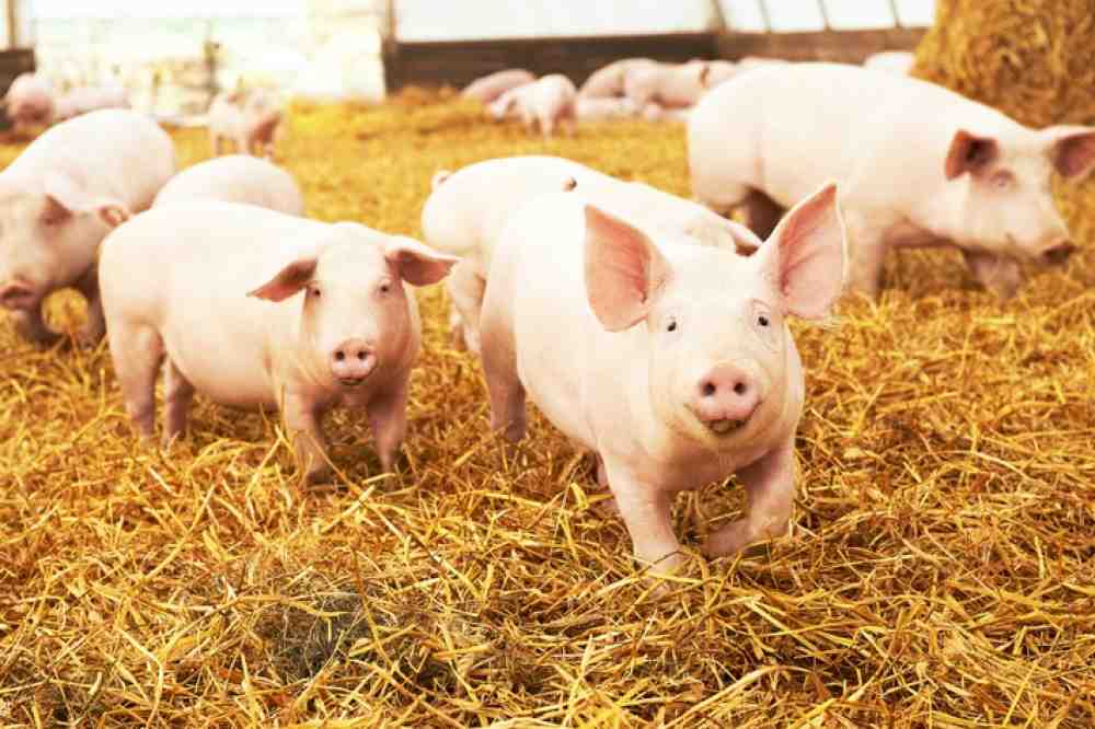 Kaufland führt Mindestnotierung für Schweinefleisch ein