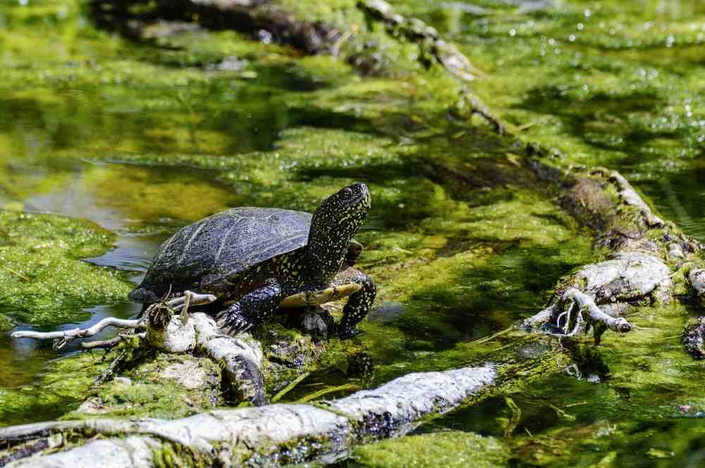 Mit Aktivität gegen den Artenschwund – Deutsche Wildtier-Stiftung: Lebensraum-Optimierung ist eine Starthilfe für Sumpfschildkröte