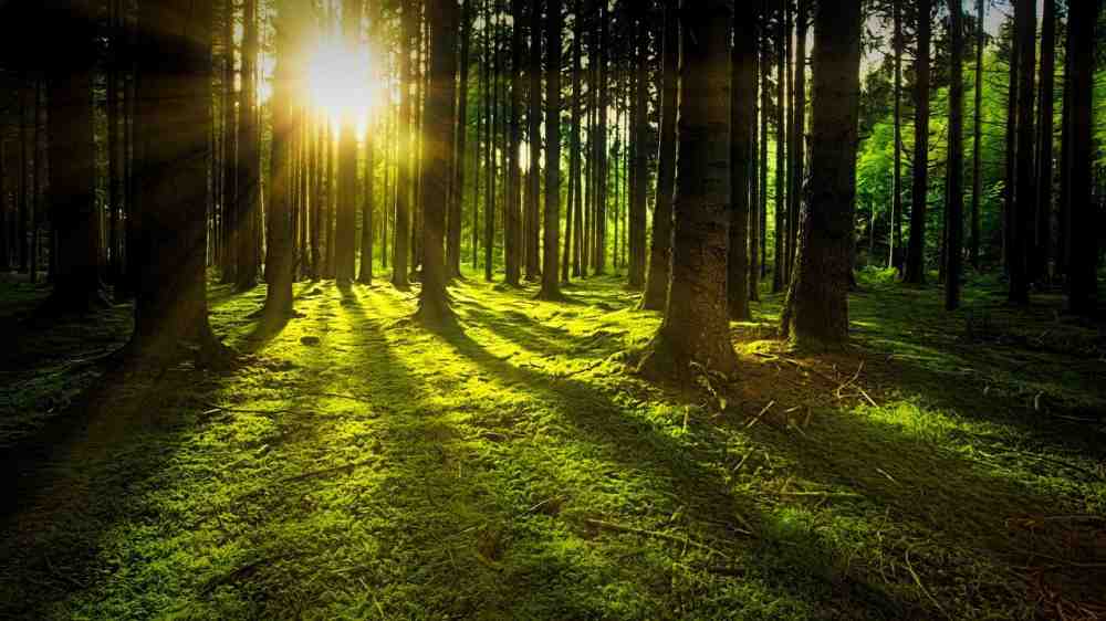 »Straubinger Tagblatt«: Waldstrategie – mehr pflanzen, weniger fällen
