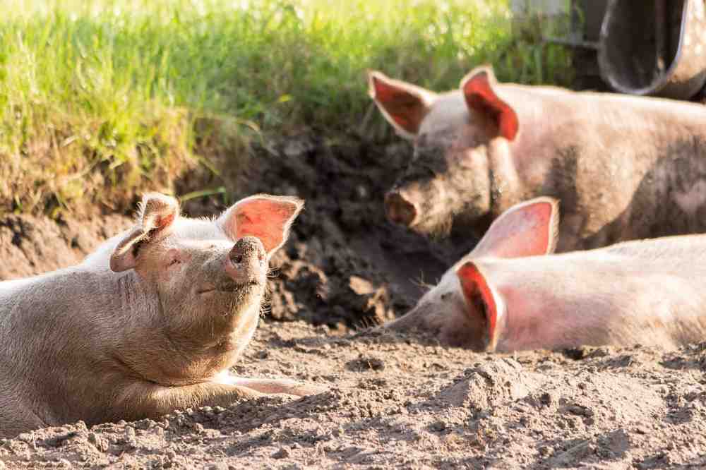 Ein Jahr Afrikanische Schweinepest in Deutschland: Wo der Bund hilft