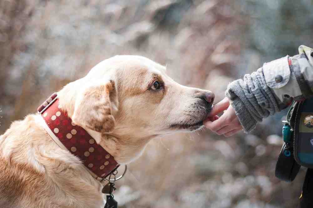 Rekordeinnahme: 380 Millionen Euro aus Hundesteuer im Jahr 2020