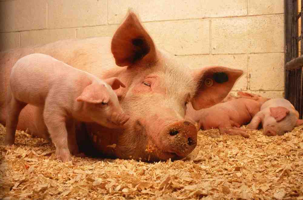 Perspektiven für die Schweinehaltung in Deutschland schaffen