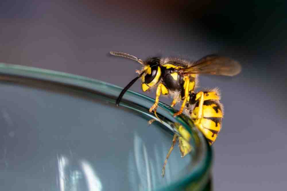 Apothekertipp: schnelle Hilfe nach einem Wespenstich