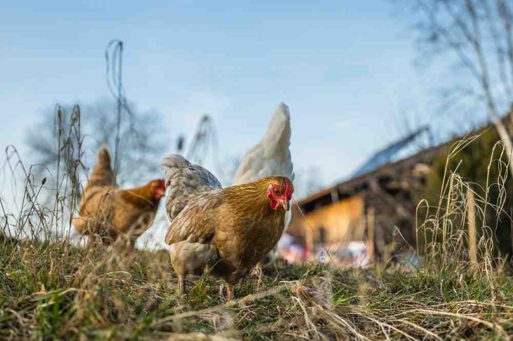 Anzeige: Frische Suppenhühner beim Hof Schröder – Rezept für Hühnersuppe