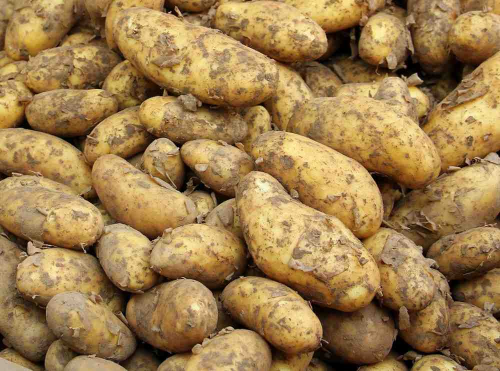 Kartoffelernte 2021: durchschnittliche Erntemenge erwartet