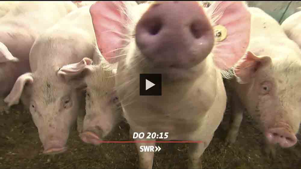 Soja-Wurst statt Schweinebraten: Was wird aus den Bauern? »Zur Sache Baden-Württemberg!«, SWR Fernsehen Baden-Württemberg