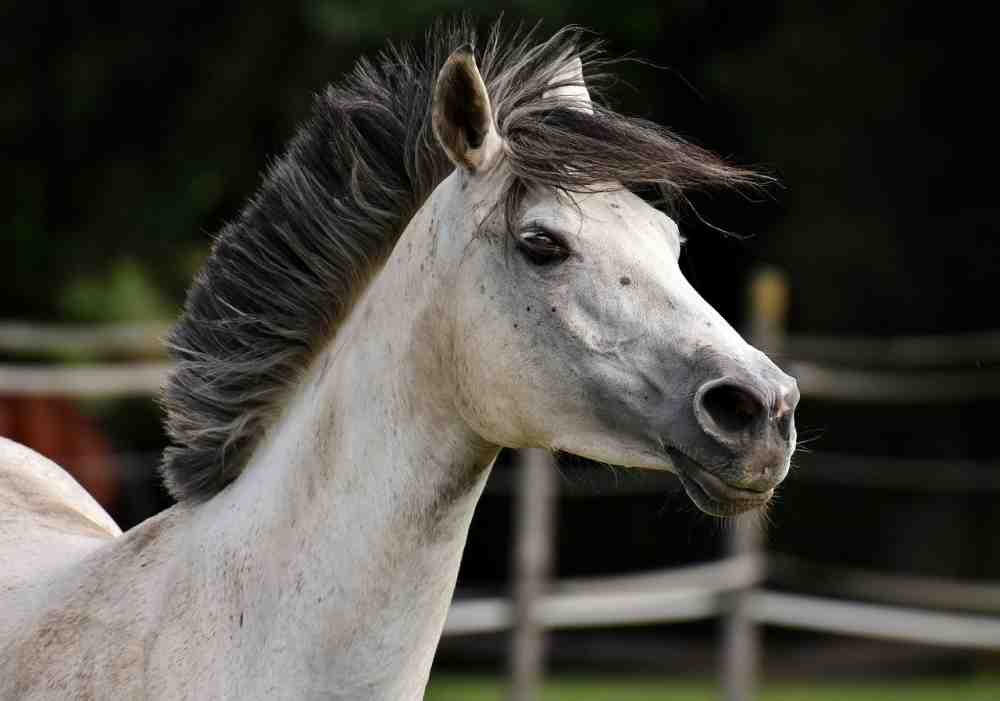 Ponykarussells auf Jahrmärkten: laut »PeTA« Tierquälerei für den Profit