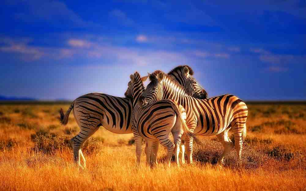 Anzeige: »Soma«-Gesundheitsnachrichten: Stressmanagement oder warum Zebras keine Migräne haben