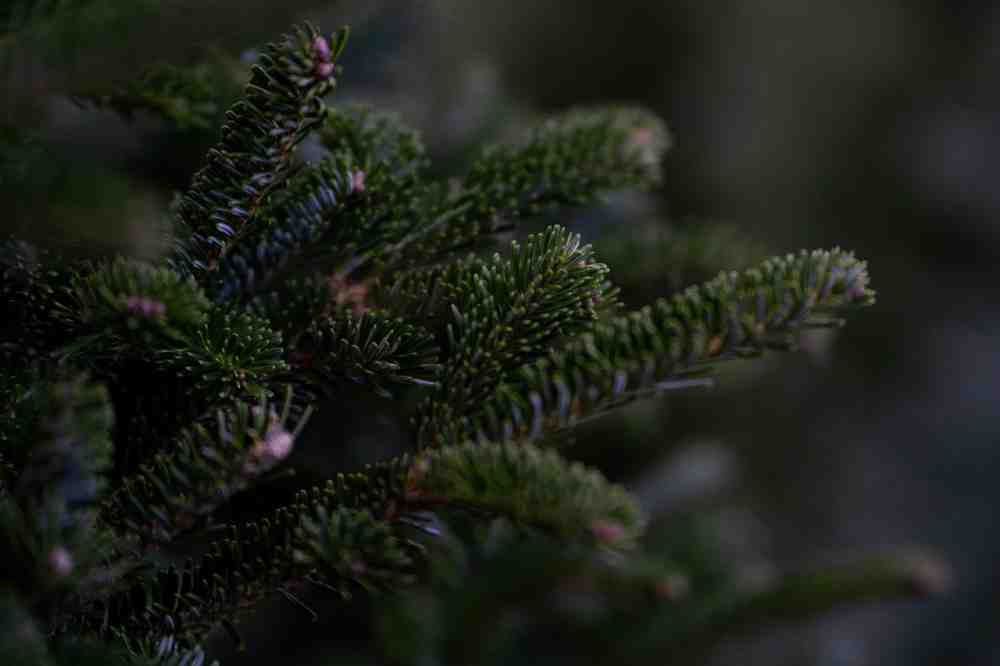 Bad Sazuflen: Weihnachtsbäume gesucht
