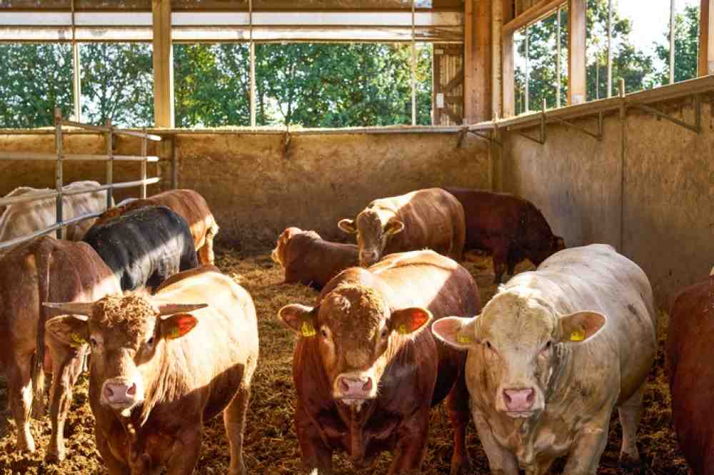 Kaufland: Erstmalig Rindfleisch aus Haltungsform Drei, »Außenklima«