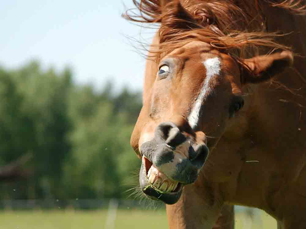»R + V« beobachtet Run auf Operationskostenversicherung für Pferde