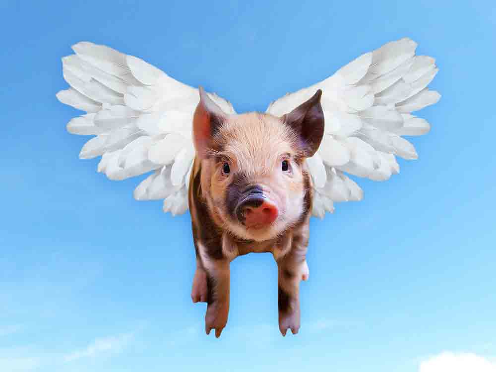 Gütersloh: Können Schweine fliegen? Formallogik und Modallogik …