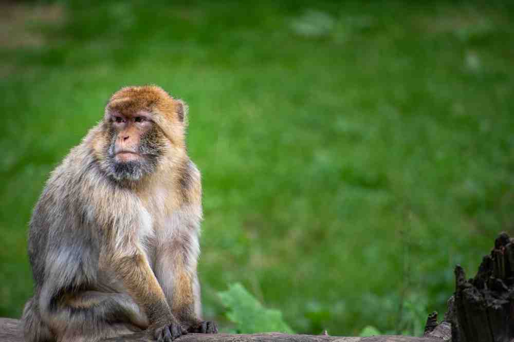 Erfolg für Tierschützer: Verlängerung der Bremer Affenversuche abgelehnt