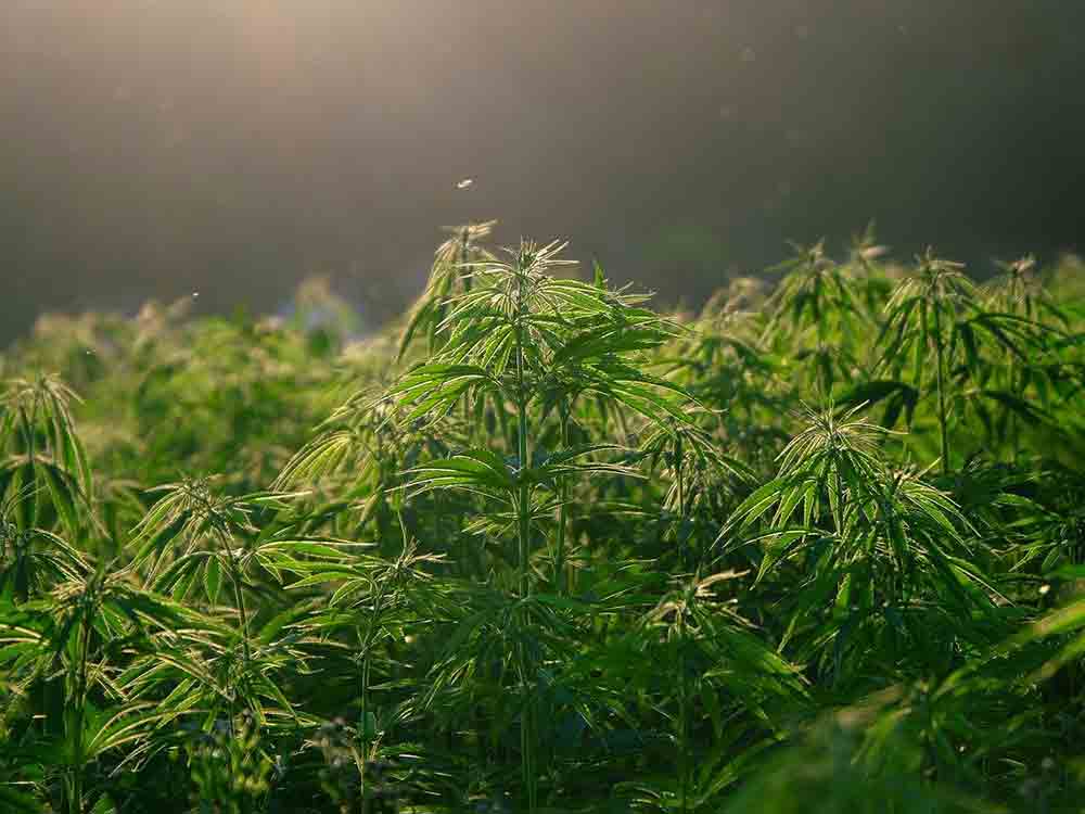 Anbau und Abbau einer Cannabispflanze – das steckt dahinter