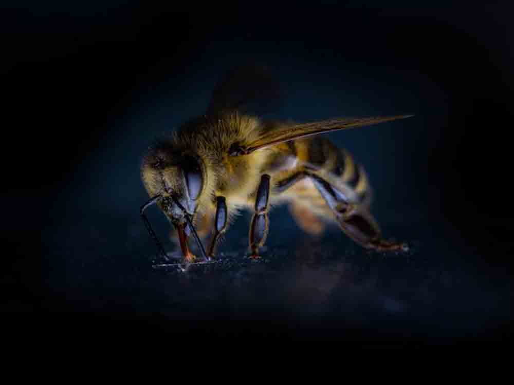 Die Ur-Honigbiene stammt aus Asien – Entwicklung des Sozialverhaltens »pushte« die weiträumige Ausbreitung auf der Erde