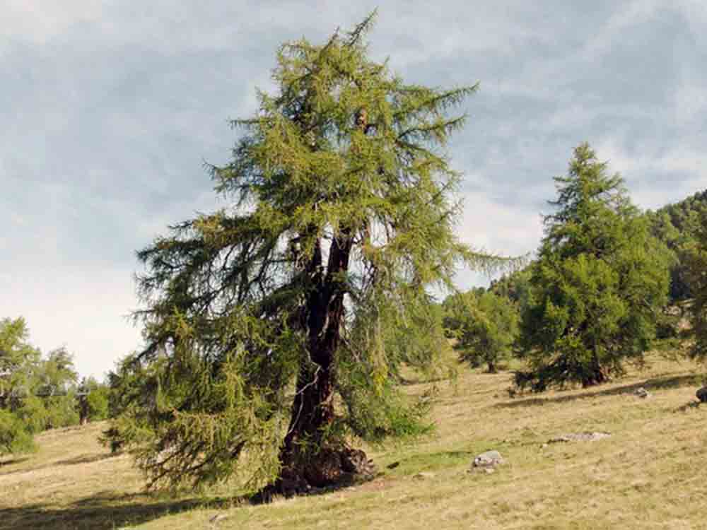 Eiche, Edelkastanie, Linde und Lärche: #3sat zeigt »Die magische Welt der Bäume«