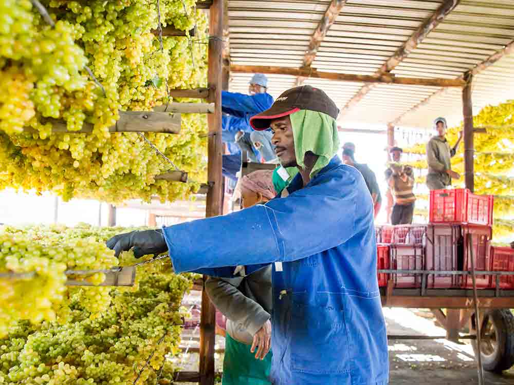 Nachhaltige Anbautechniken in Südafrika produzieren hochwertige natürliche Rosinen