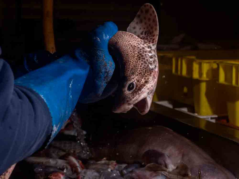 Verein »SOKO Tierschutz«, das Haimassaker vor unserer Haustüre, Ampel muss Grundschleppnetzfischerei beenden, ARD Report Mainz zeigt schockierende Undercover Aufnahmen