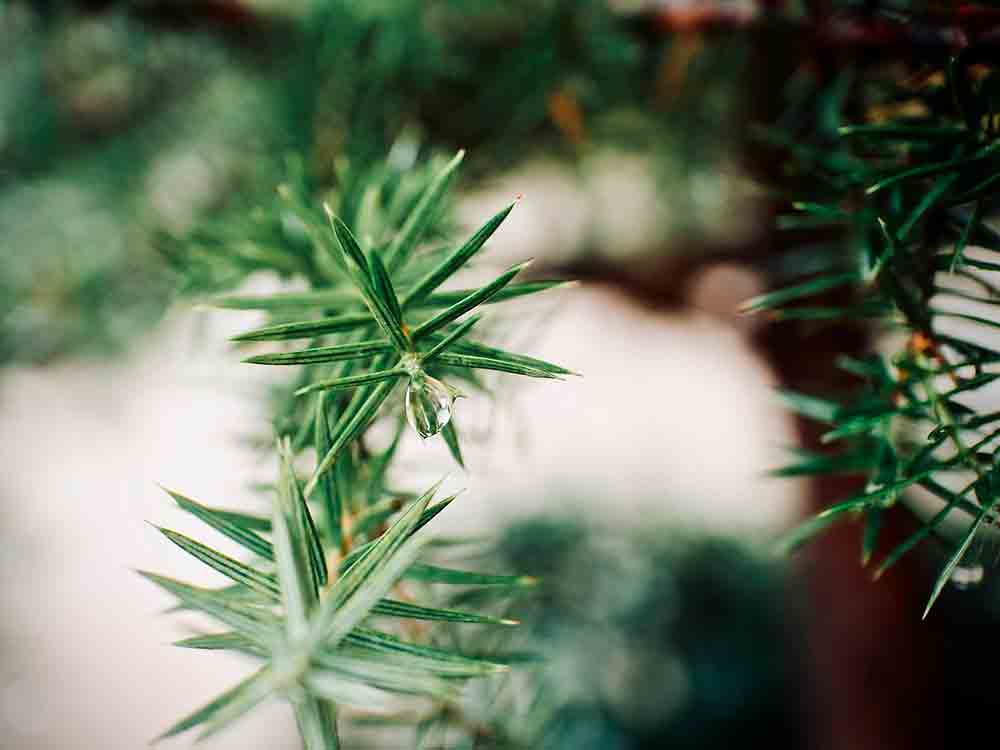 Rietberg: Weihnachtsbäume abholen lassen – alle Termine 2022